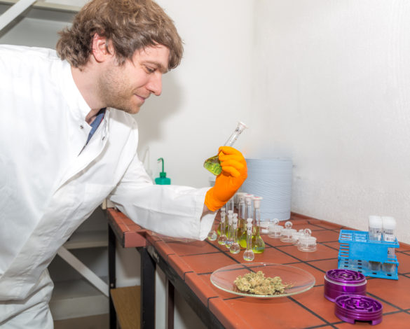 Pflicht: Analysen für medizinisches Cannabis
