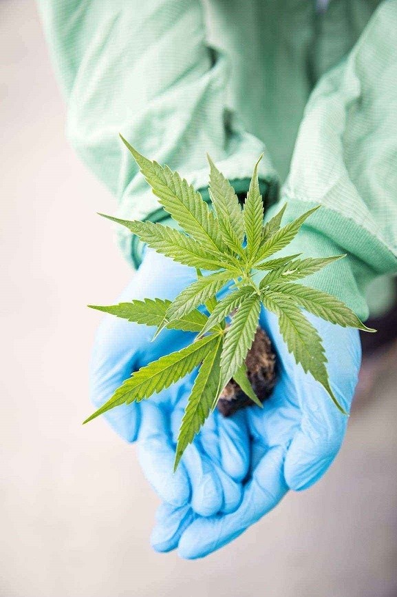 Aurora importiert erstmalig medizinisches Cannabis aus Dänemark