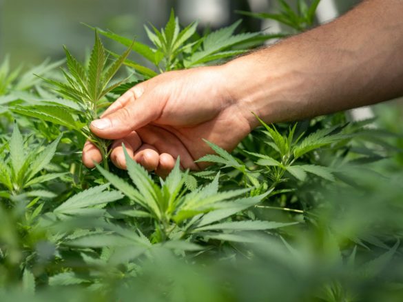 Nimbus Health erhält erstmals medizinische Cannabisprodukte von Khiron