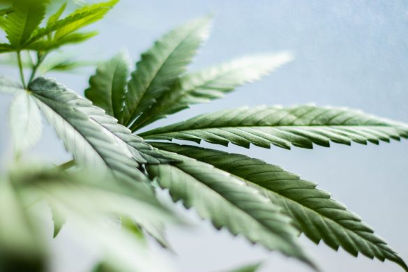 Iuvo Therapeutics importiert 20.000 Vollspektrumextrakte der Cann Group