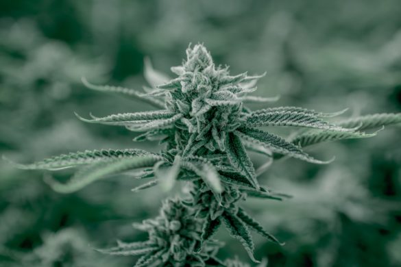 Cantourage: medizinisches Cannabis aus Jamaika in Deutschland ab sofort verfügbar