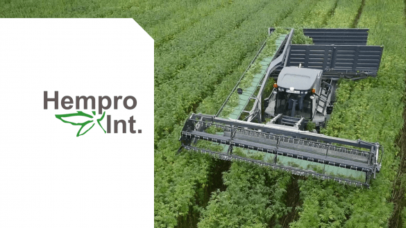 Hemp Holding: Experten für Hanf als Rohstoff und Konsumgut