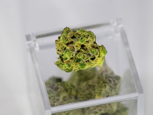 Genehmigungsvorbehalt auf der Kippe? Cannabis-Selektivvertrag soll im Dezember starten