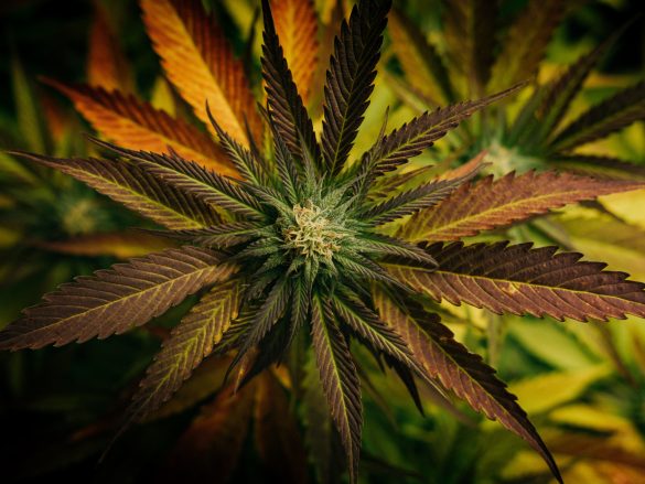 Ampel-Parteien ebnen den Weg für Cannabislegalisierung - viele offene Fragen