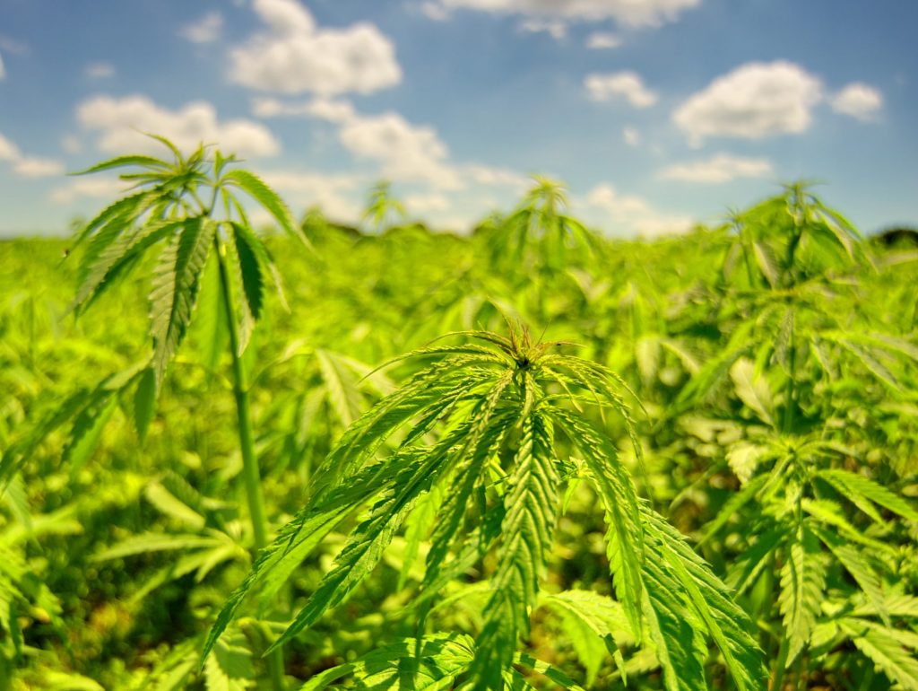 Cannabis-Anbau durch heimische Landwirte: das sagt das Cannabis-Kontrollgesetz