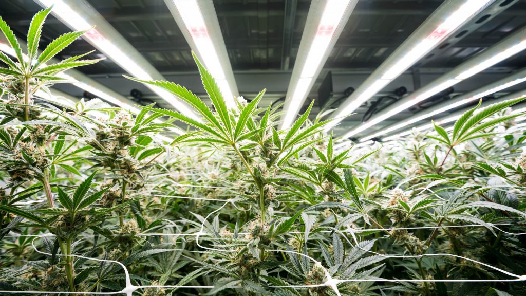 Cannabis für den Genussmittelmarkt: Qualität und Effizienz durch LED-Beleuchtung