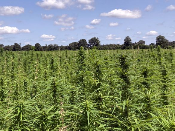 Cannabis-Anbau durch Landwirte ist Unsinn - Kritik von Nutzhanf-Experten