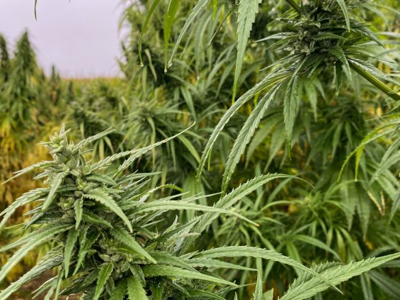 Signatures Florian Pichlmaier: "Nachhaltiger Industriehanf kann in allen Branchen eingesetzt werden"