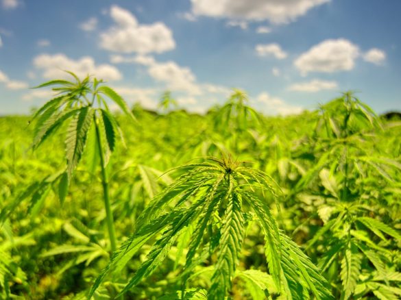 Alex Arkentis: "'360-Grad'-B2B-Marktinfrastruktur für die Cannabisbranche"