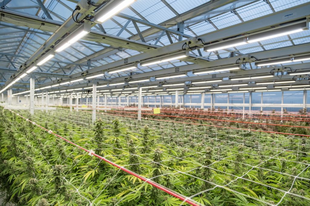 Medizinisches Cannabis Grow