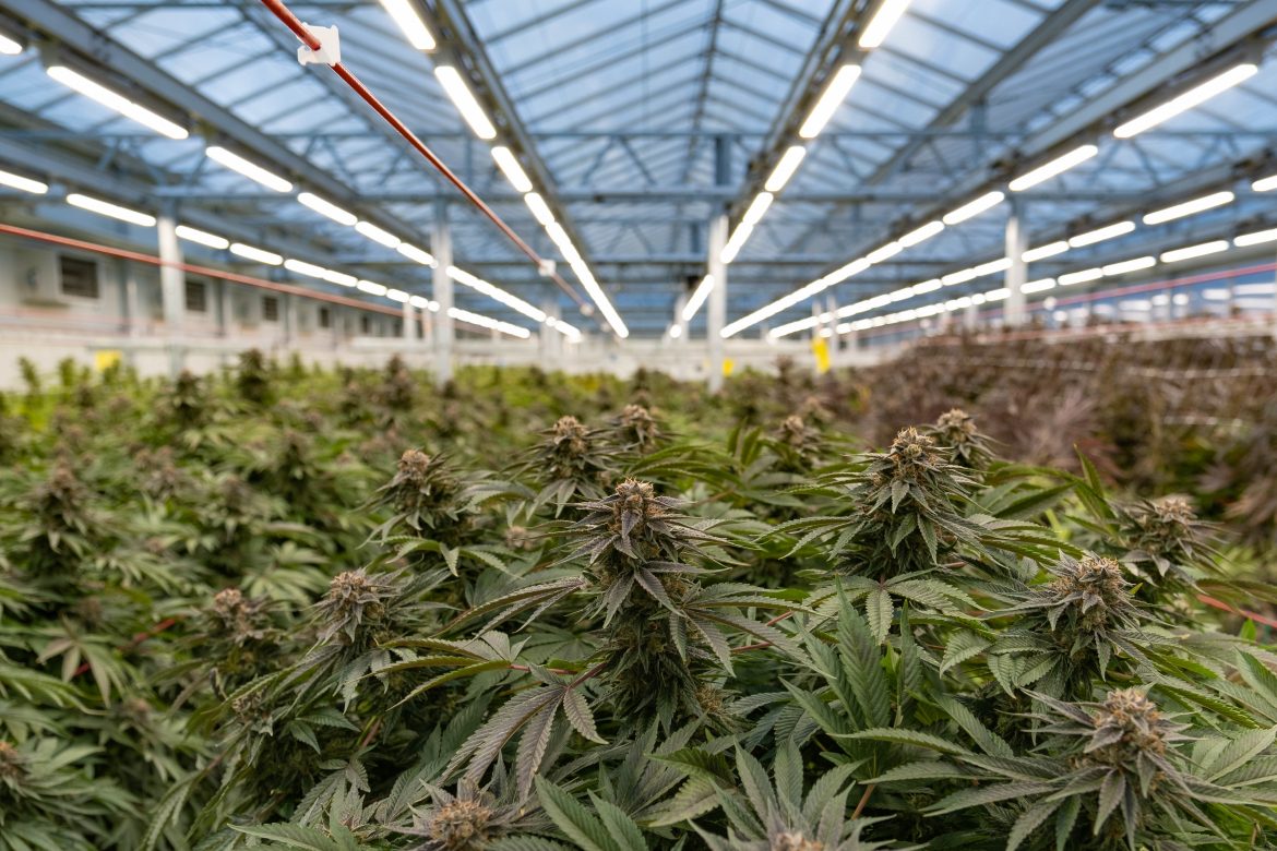 Medical Cannabis Grow