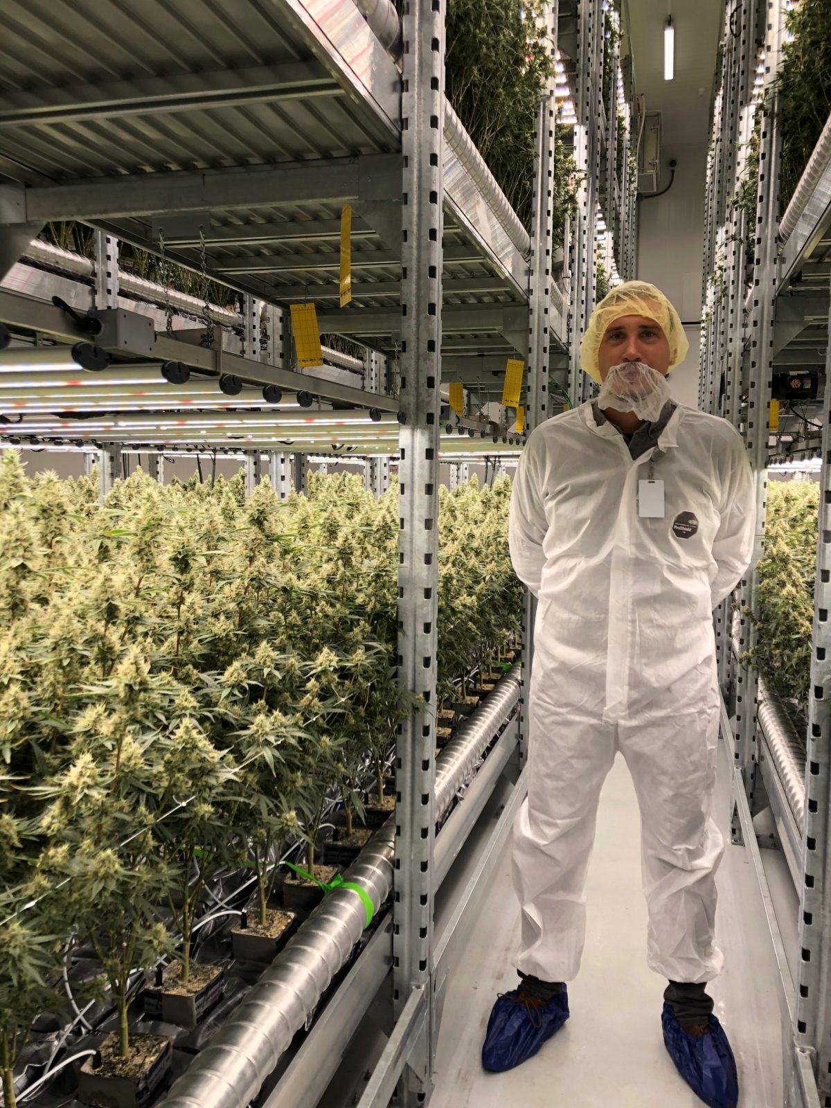 Sortenauswahl und Qualität: Schlüsselrolle in der Cannabis-Produktion