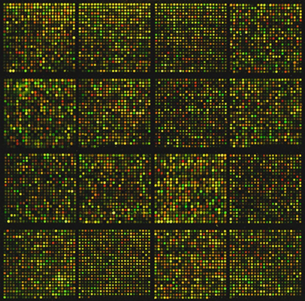 DNA Sequence Array