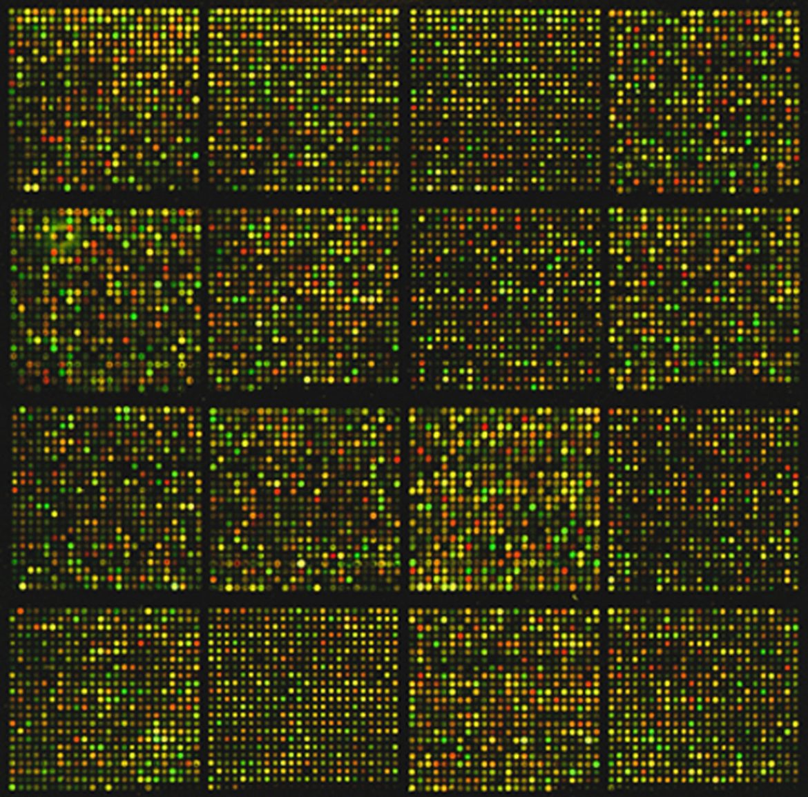 DNA Sequence Array
