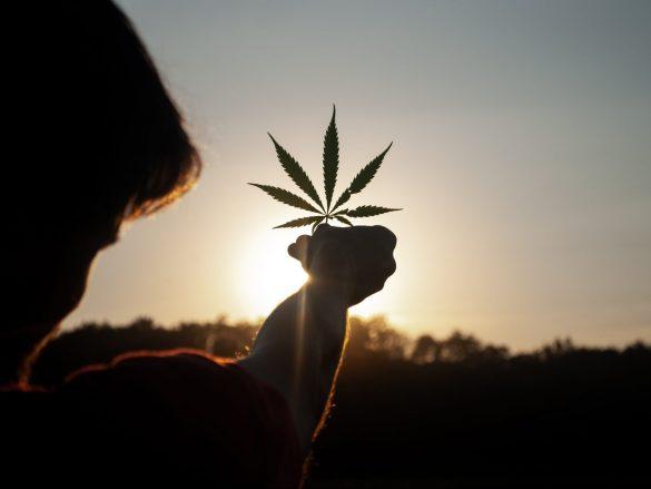 Woodfellaz – leidenschaftliche Hingabe für Cannabis
