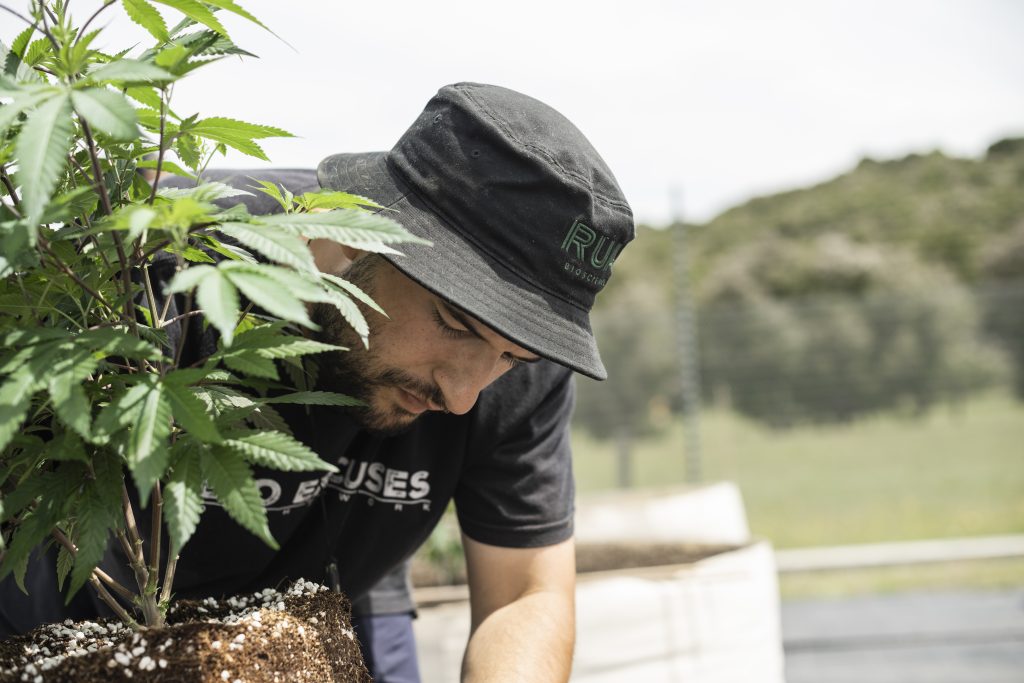 Neuseeland: neue aufstrebende Cannabis-Märkte in Australasien