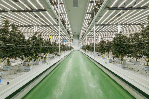 Erfolgreiche LED-Beleuchtung in der Cannabis-Produktion: Praxisbeispiele