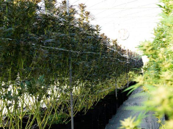 Nordmazedonien im Check - Europas Cannabis-Hub?