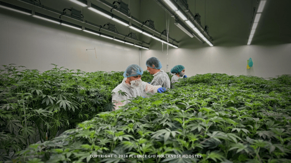 Produktion in Cannabis Clubs: von Anfang an eine Frage der Qualität