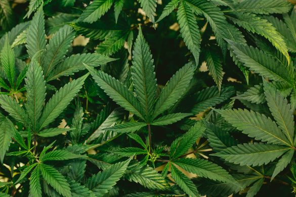 Cannabis-Importe steigen auf 11,7 Tonnen im zweiten Quartal