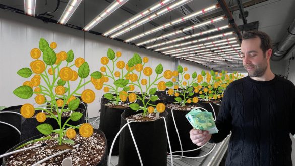 Falk's Feature: Cannabis-Anbauvereinigungen in Deutschland – lohnt sich die Investition?