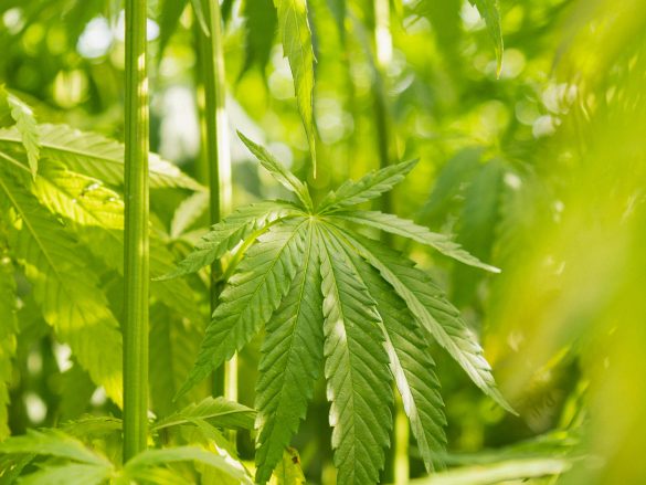 Daniel Kruse zum Nutzhanf-Vorstoß aus der Opposition: Welche Chance hat der Gesetzesentwurf?