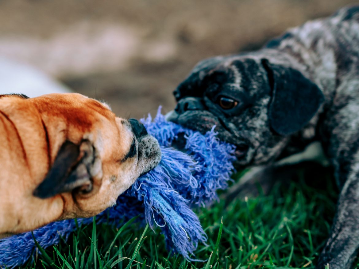 meritt-thomas-IFK5ROpTimo-unsplash