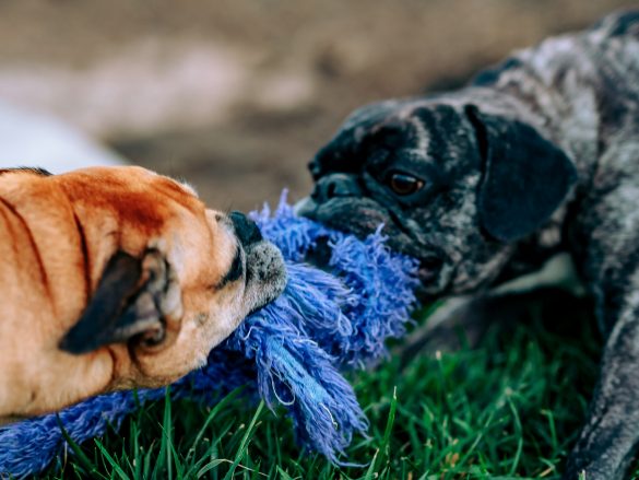 Kabinett verabschiedet Gesetzesentwurf zur Änderung des MedCanGs – SPD kündigt parlamentarischen Widerstand an