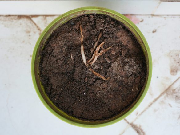 BLE hat 16 Forschungsvorhaben zu Cannabis abgelehnt